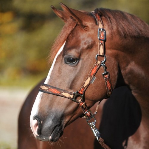 Kavalkade Halter Classic Check