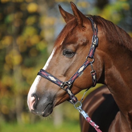 Kavalkade Halter Classic Check
