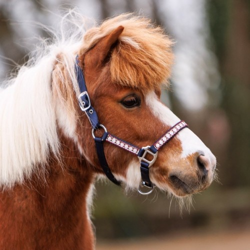 Kavalkade Halter Dottsi