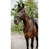 NORTON Bridle Endurance Pop