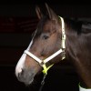 Harry's Horse Reflective Halter
