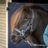 Harry's Horse SS26 Halter Set Equestrian Society