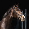 HB Showtime Bridle Leopard