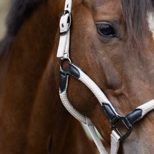 Imperial Riding Halter IRHLaura