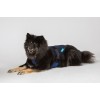 Back on Track Cool on Track Dog Harness
