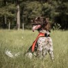 Back on Track Reflective Dog Vest Point