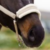 Imperial Riding FW25 Halter Jewel