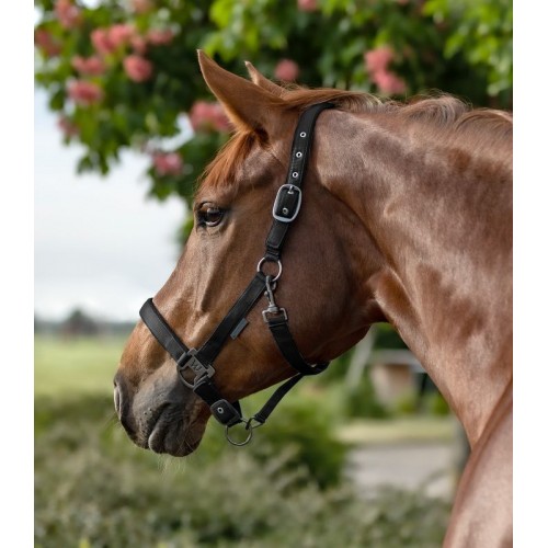 Waldhausen Halter Gloomy