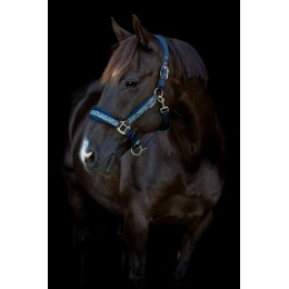 HorseGuard SS26 Angel недоуздок