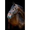 HorseGuard SS26 Angel halter