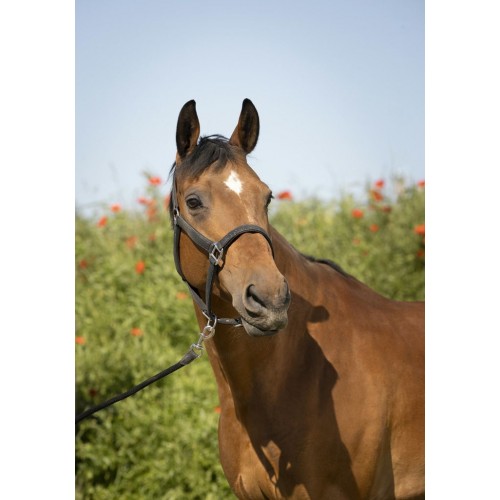 Equithème Glitter Halter and Lead Rope