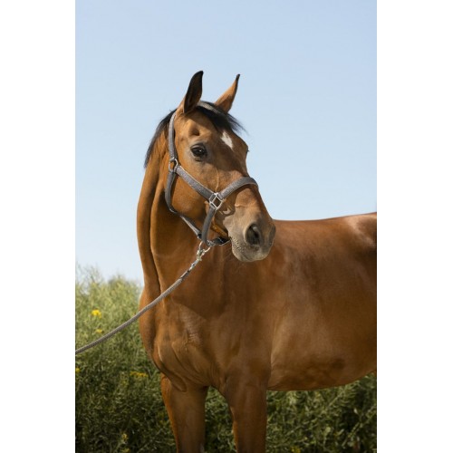 Equithème Glitter Halter and Lead Rope