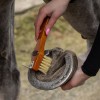 QHP Brush Set Royal
