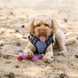 QHP SS26 Dog Toy коллекция
