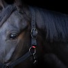 Imperial Riding SS26 Halter Yearling IRH