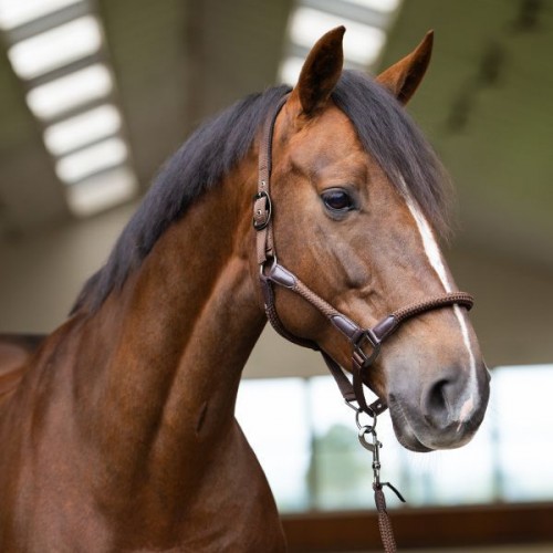 Imperial Riding Halter IRHLaura