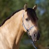 Imperial Riding SS25 Halter Economic