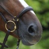 Passier Drop Noseband