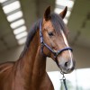 Imperial Riding Halter IRHLaura