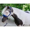 HB Nylon Halter Glitter Fleece Lined