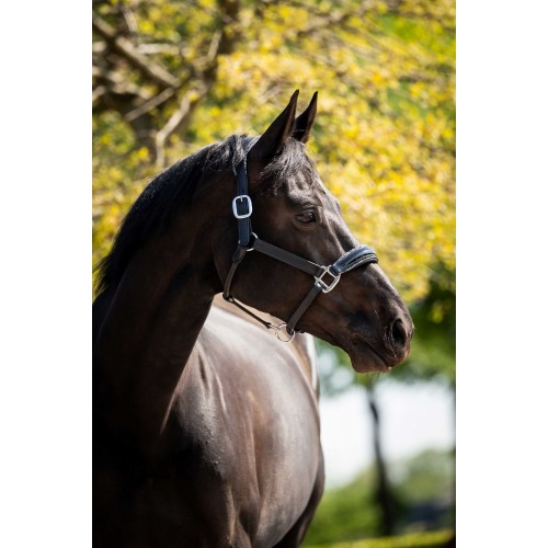 HB Showtime Leather Halter Grand Slam