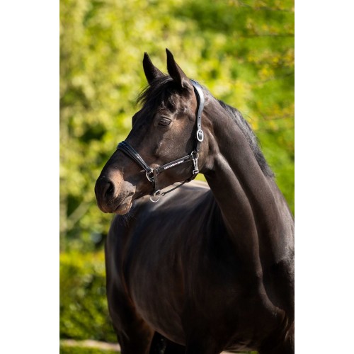 HB Showtime Pasadena Leather Halter