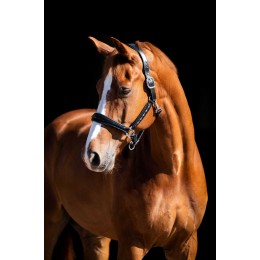 HB Showtime Leader недоуздок Rivet Swarovski