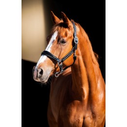 HB Showtime Leader недоуздок Rivet Swarovski