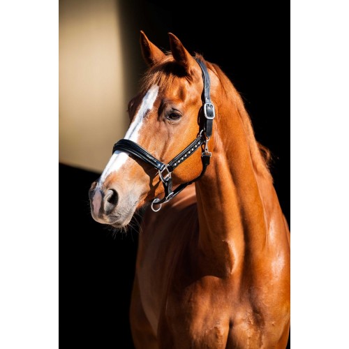 HB Showtime Leader Halter Rivet Swarovski