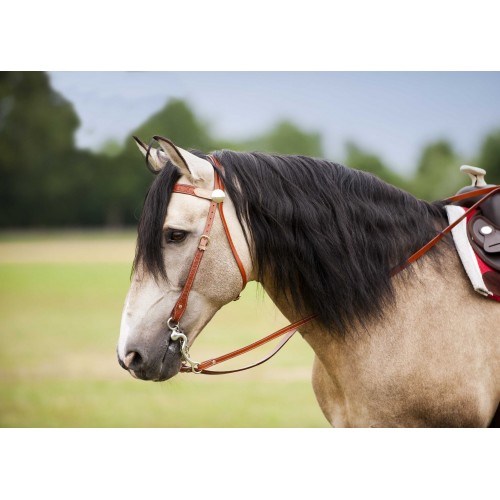 Westride Randol's Two-Tone Bridle
