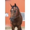 Westride Randol's Two-Tone Bridle