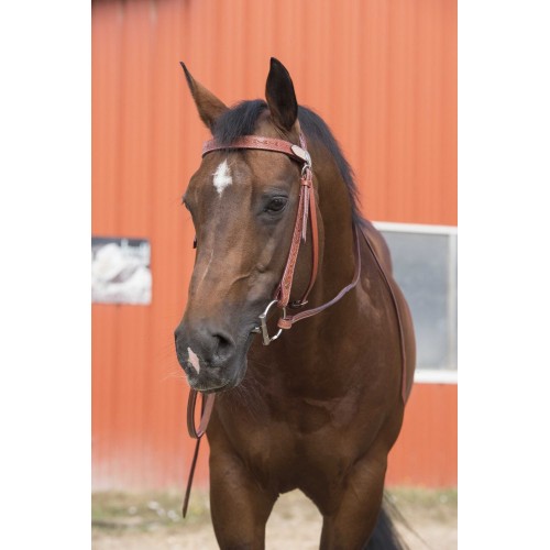 Westride Randol's Two-Tone Bridle
