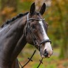 Passier Confidence Bridle