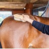 Grooming Deluxe Wooden Brush Classic Medium Hard