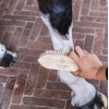 Grooming Deluxe Wooden Brush Classic Short Hard