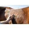 Grooming Deluxe Easy Grooming Shedding Brush
