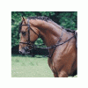 HB Thiedemann Reins