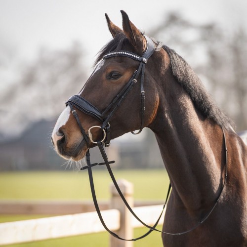 QHP Bridle Skye