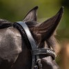 QHP Bridle Sensisoft
