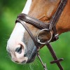 Passier Anatomical Noseband Application