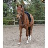 Waldhausen Martingale X-Line