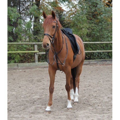 Waldhausen Martingale X-Line