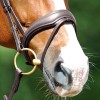 Passier Anatomical Noseband