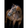 HorseGuard SS26 Cryll 26.1 drop noseband bridle