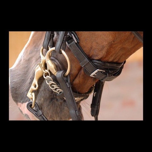 Dyon rolled double bridle with large patent crack noseband, white padding