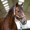 Imperial Riding Halter IRHLaura