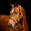 Horseware Signature Leather Headcollar