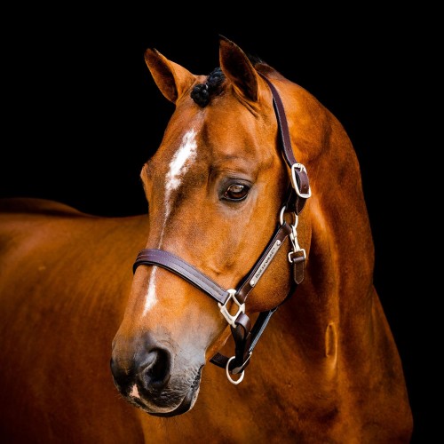 Horseware Signature Leather Headcollar