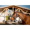 Amigo Headcollar & Leadrope Set
