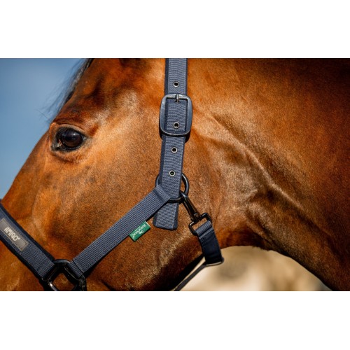 Amigo Headcollar & Leadrope Set